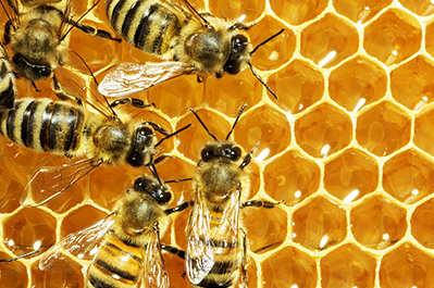 Bees on a beehive