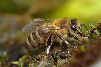 Carniolan Honey Bee