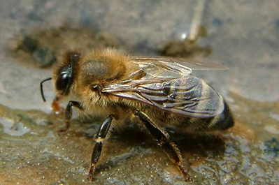 German Honey Bee