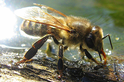 Russian Honey Bee